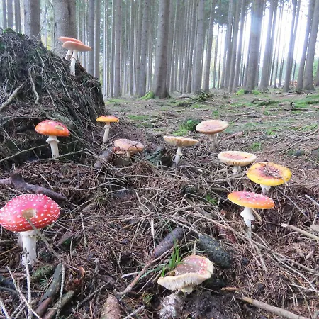 Apartman Haus Waldzauber *