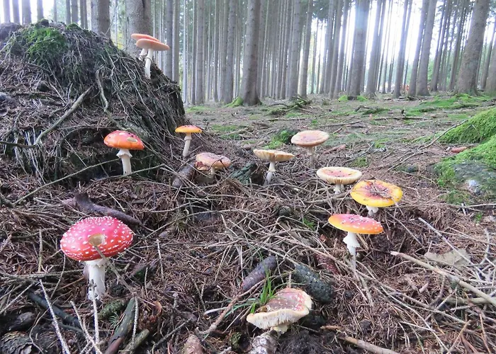 Apartament Haus Waldzauber *